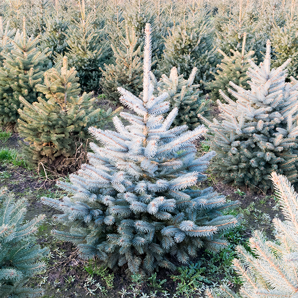 blauwspar Kerstbomenhof