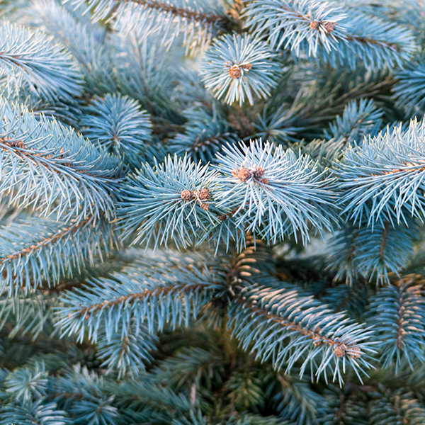 blauwspar Kerstbomenhof